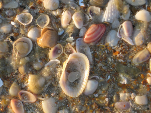 assorted sea shells sm.jpg