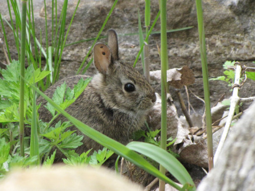 baby cottontail rabbit with ticks-sm.jpg
