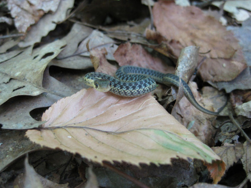 baby garter snake face-01sm.jpg