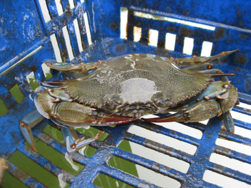 blue crab-sm.jpg
