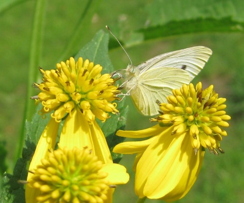 cabbage-white butterfly on wingstem-egr.jpg