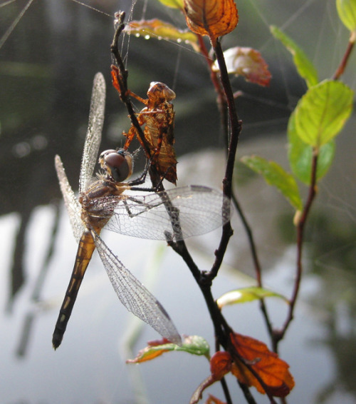 dragonfly emerged-wprrcropped-sm.jpg