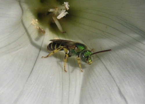 green bee or wasp.jpg
