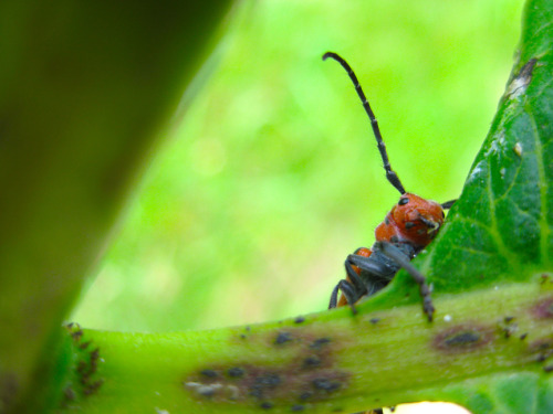 hide-and-seek with milkweed beetle-sm.jpg