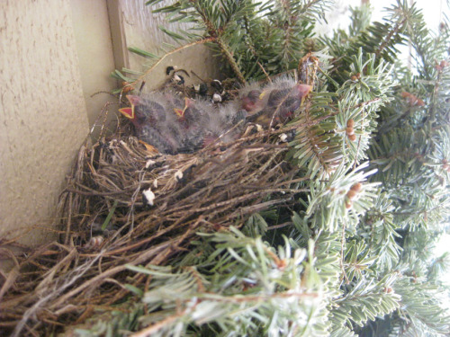 house finches just hatched-01.jpg