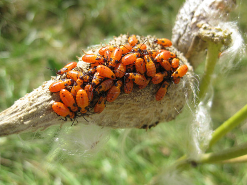 milkweed bug nymphs orange cluster-1-sm.jpg