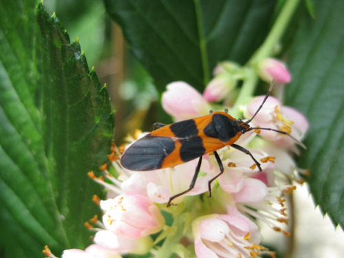 milkweed bug on sweet pepperbush sm.jpg