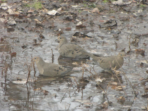 mourning doves in meltwater-04sm.jpg