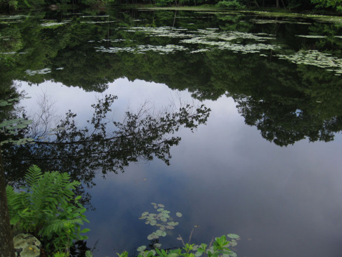 pond reflection-003sm.jpg