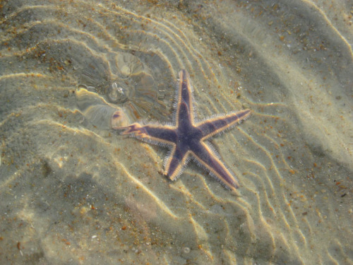 starfish-3sm.jpg